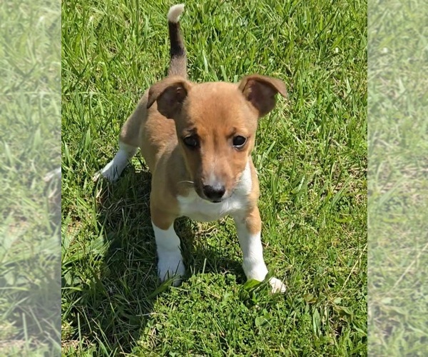 Medium Photo #1 Jack Russell Terrier-Shetland Sheepdog Mix Puppy For Sale in NEWBERRY, IN, USA