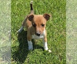 Image preview for Ad Listing. Nickname: Mixed puppies