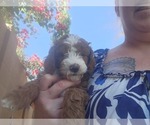 Puppy Puppy 2 Goldendoodle