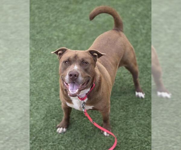 Medium Photo #1 Mutt Puppy For Sale in Las Vegas, NV, USA