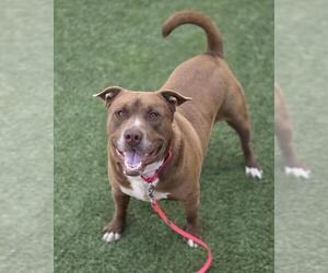 Mutt Dogs for adoption in Las Vegas, NV, USA