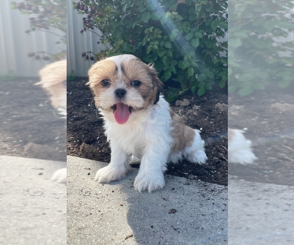 Medium Photo #4 Shih Tzu Puppy For Sale in CANOGA, NY, USA