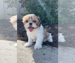Small #3 Shih Tzu