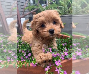Cavapoo Puppy for sale in MAITLAND, FL, USA