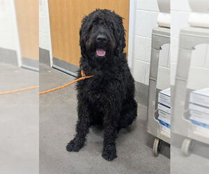 Poodle (Standard)-Unknown Mix Dogs for adoption in Forestville, MD, USA