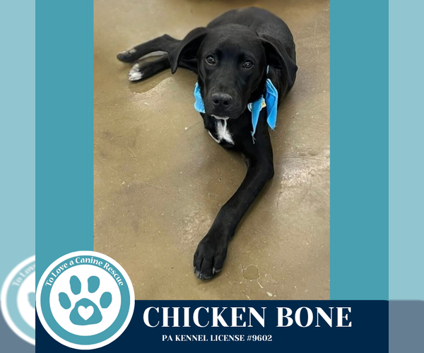 Medium Photo #14 Labrador Retriever-Unknown Mix Puppy For Sale in Kimberton, PA, USA