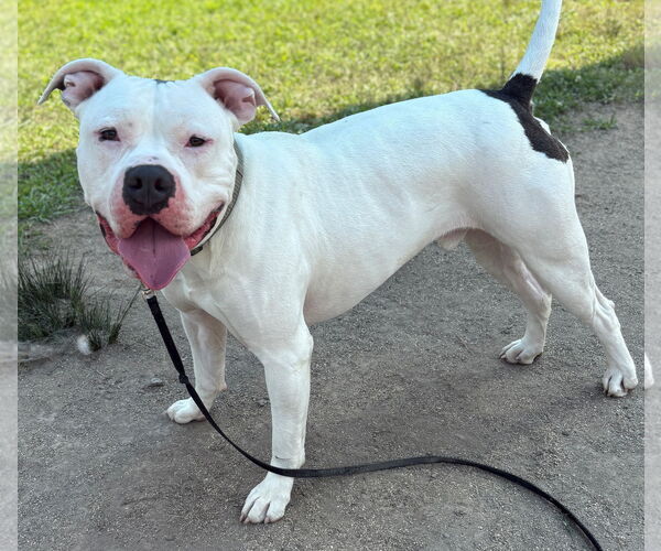 Medium Photo #6 American Pit Bull Terrier-Unknown Mix Puppy For Sale in Virginia Beach, VA, USA