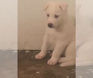 Siberian Husky Puppy for sale in BOOTH, TX, USA