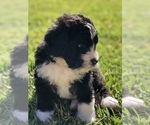 Small Photo #8 Bernedoodle Puppy For Sale in FLEMING ISLAND, FL, USA