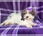 Small #3 ShihPoo