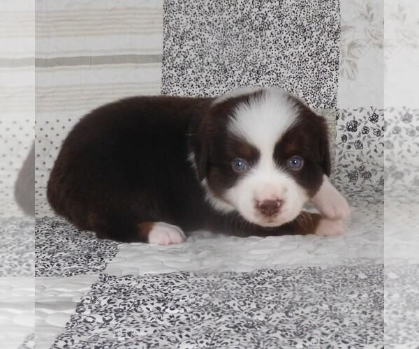 Medium Photo #1 Miniature Australian Shepherd Puppy For Sale in HARRISON, OH, USA