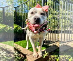 Small Photo #5 American Bulldog-Unknown Mix Puppy For Sale in Redlands, CA, USA