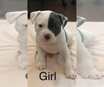Small Photo #15 American Bulldog Puppy For Sale in OXNARD, CA, USA
