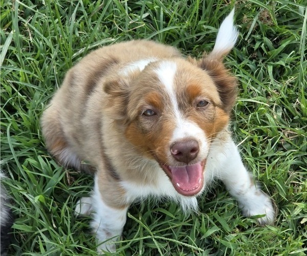 Medium Photo #9 Miniature Australian Shepherd Puppy For Sale in EVERTON, MO, USA