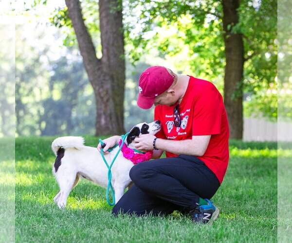 Medium Photo #4 Mutt Puppy For Sale in Unionville, PA, USA