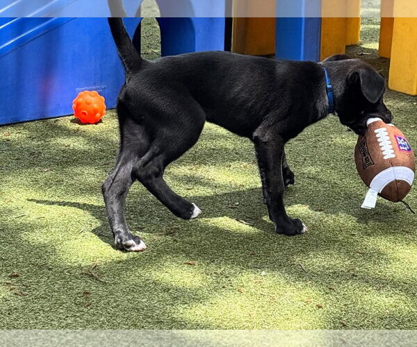 Medium Photo #8 Mutt Puppy For Sale in Orlando, FL, USA