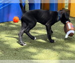 Small #7 Mutt