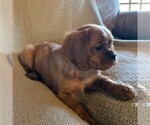 Small #2 Cavalier King Charles Spaniel