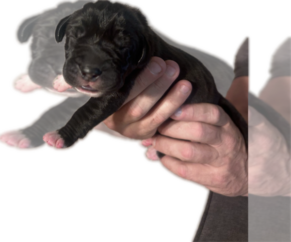 Medium Photo #11 Great Dane Puppy For Sale in WILLIS, TX, USA