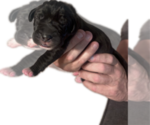 Flo - Female Great Dane Puppy for Sale - Photo #11