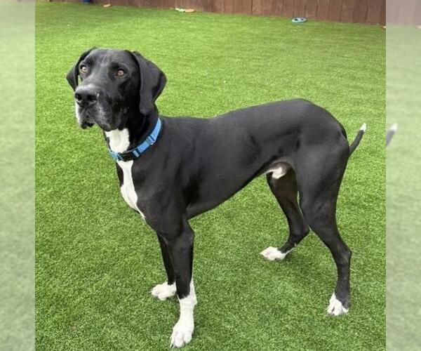 Medium Photo #8 Great Dane Puppy For Sale in San Diego, CA, USA