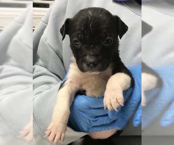 Medium Photo #1 Labrador Retriever-Unknown Mix Puppy For Sale in Conroe, TX, USA