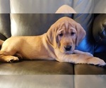 Small Photo #60 Labrador Retriever Puppy For Sale in BUFFALO, NY, USA