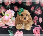 Small Photo #6 Cavapoo-Poodle (Miniature) Mix Puppy For Sale in BIRD IN HAND, PA, USA