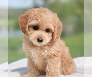 Cavapoo (Miniature) Puppy for sale in DUNDEE, OH, USA