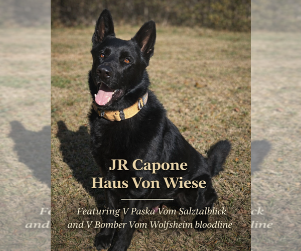 Medium Photo #1 German Shepherd Dog Puppy For Sale in SCREVEN, GA, USA