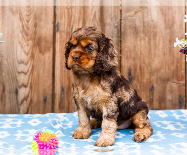 Medium Photo #3 Cocker Spaniel Puppy For Sale in WAKARUSA, IN, USA