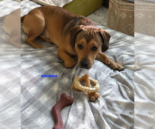 Medium Photo #3 Beagle-Unknown Mix Puppy For Sale in Woodland Hills, CA, USA