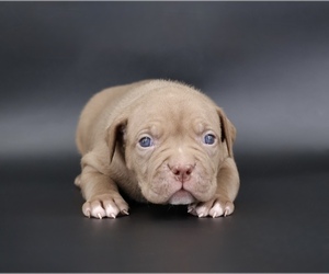 American Bully Puppy for sale in CHAMPAIGN, IL, USA