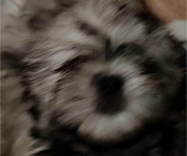 Medium Photo #4 Shih Tzu Puppy For Sale in CANTONMENT, FL, USA