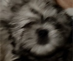 Small #3 Shih Tzu
