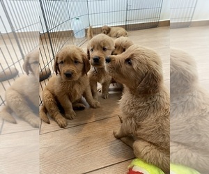 Golden Retriever Puppy for sale in SAN DIEGO, CA, USA