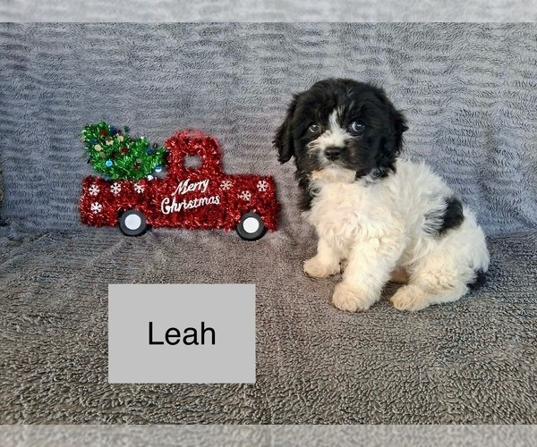 Medium Photo #3 Cavachon Puppy For Sale in MOUNT PLEASANT, MI, USA