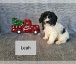 Small #2 Cavachon