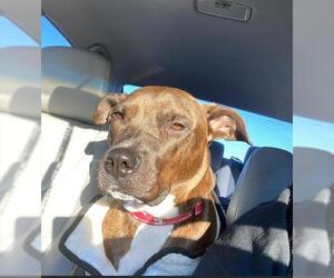 American Staffordshire Terrier Dogs for adoption in San Antonio, TX, USA