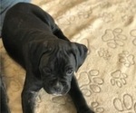 Small Photo #2 Boxer Puppy For Sale in LACEY, WA, USA