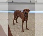 Small Photo #1 Rhodesian Ridgeback Puppy For Sale in BUMPASS, VA, USA