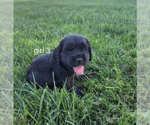Medium Photo #6 Cocker Spaniel-English Springer Spaniel Mix Puppy For Sale in BAYLISS, CA, USA