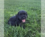 Small #5 Cocker Spaniel-English Springer Spaniel Mix