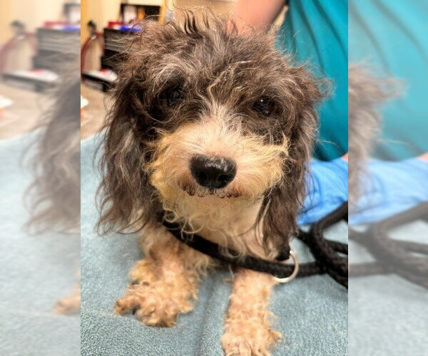 Medium Photo #1 Poodle (Miniature)-Unknown Mix Puppy For Sale in Brewster, NY, USA