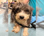 Zoey - Female Poodle (Miniature)-Unknown Mix Dog for Adoption - Small photo