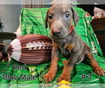 Small #15 Doberman Pinscher