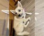 Small Photo #137 Pomsky Puppy For Sale in LOVELAND, CO, USA