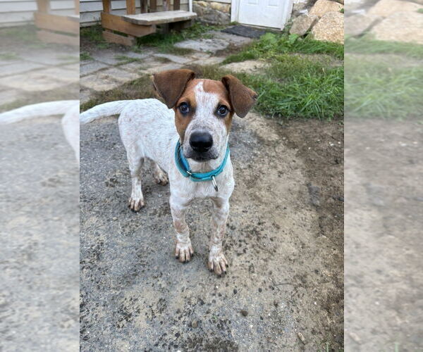 Medium Photo #1 Mutt Puppy For Sale in Brewster, NY, USA