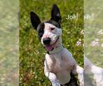 Small #3 American Pit Bull Terrier Mix