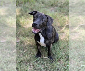 American Pit Bull Terrier-Unknown Mix Dogs for adoption in FRAMINGHAM, MA, USA